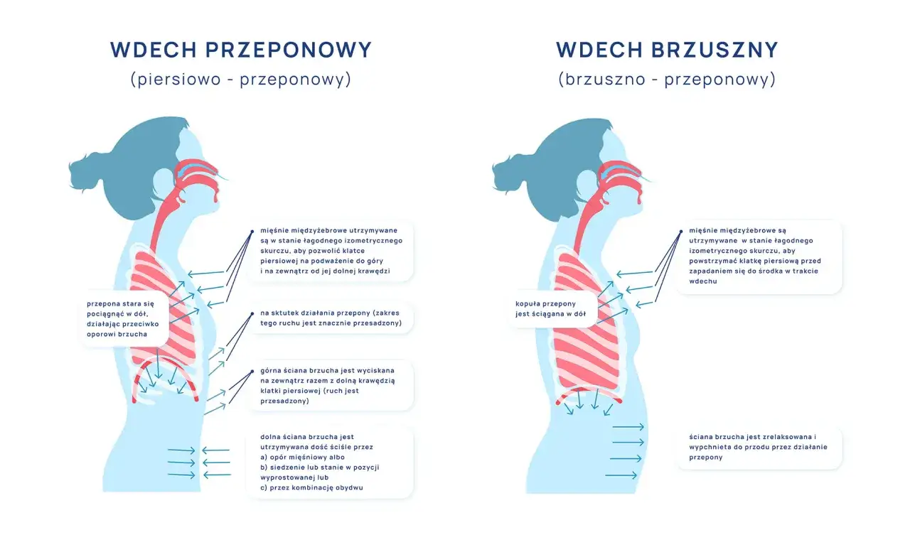 Ilustracja pokazuje dwa rodzaje wdechu: piersiowo-przeponowy i brzuszno-przeponowy. Ćwiczenia na przeponę angażują mięśnie brzucha.
